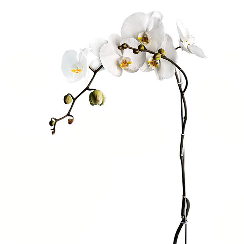 گلدان ارکیده گلیتال مدل GTL142