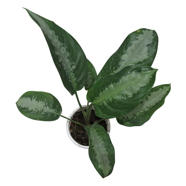 گیاه طبیعی آگلونما حبابی کد S - M01 گیاه طبیعی آگلونما حبابی کد S - M01