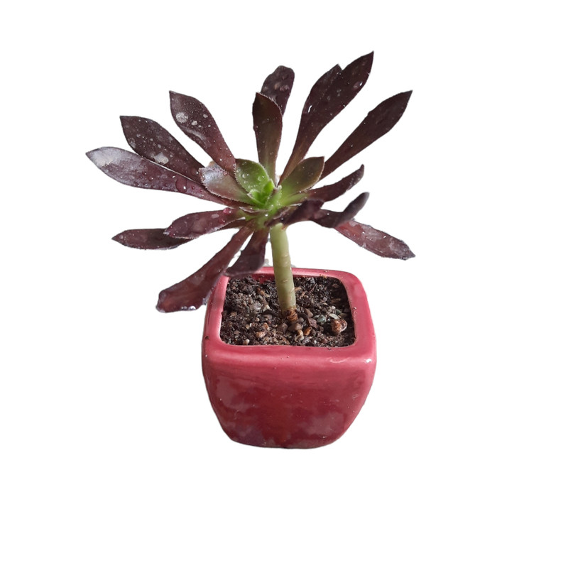 گیاه طبیعی ساکولنت کد ck-04 مجموعه 4 عددی