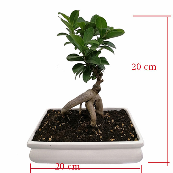 گیاه طبیعی بونسای مدل 5161841 گیاه طبیعی بونسای مدل 5161841