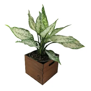 گیاه طبیعی آگلونما ناردونه کد AB - M01