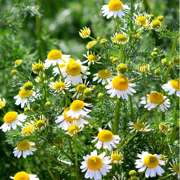 بذر گل بابونه آلمانی کامومیل مدل GL01 بذر گل بابونه آلمانی کامومیل مدل GL01