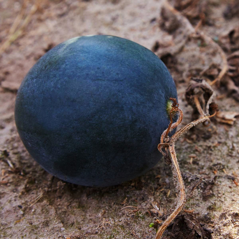 بذر هندوانه پوست مشکی وانیا سید مدل Q37