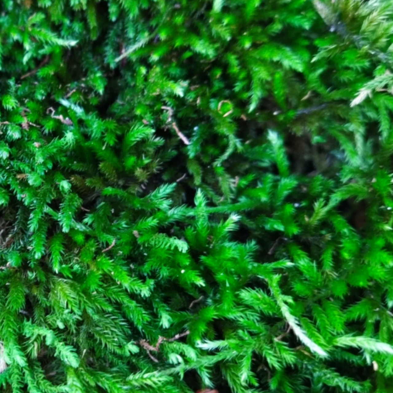 خزه جنگلی مدل ابریشمی وزن 2 کیلو گرم
