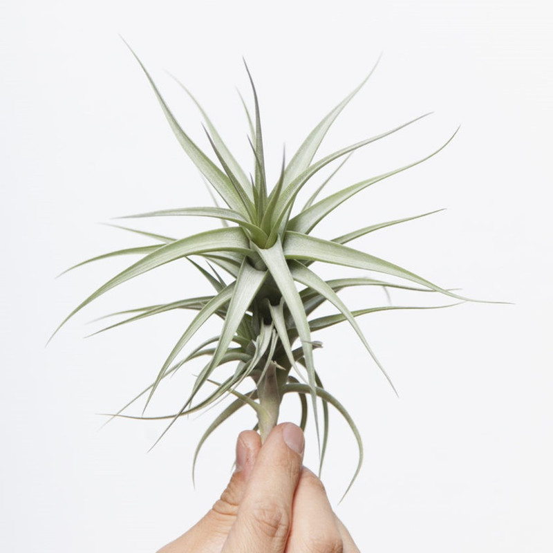 گیاه طبیعی تیلاندسیا مدل sh-2021 گیاه طبیعی تیلاندسیا مدل sh-2021