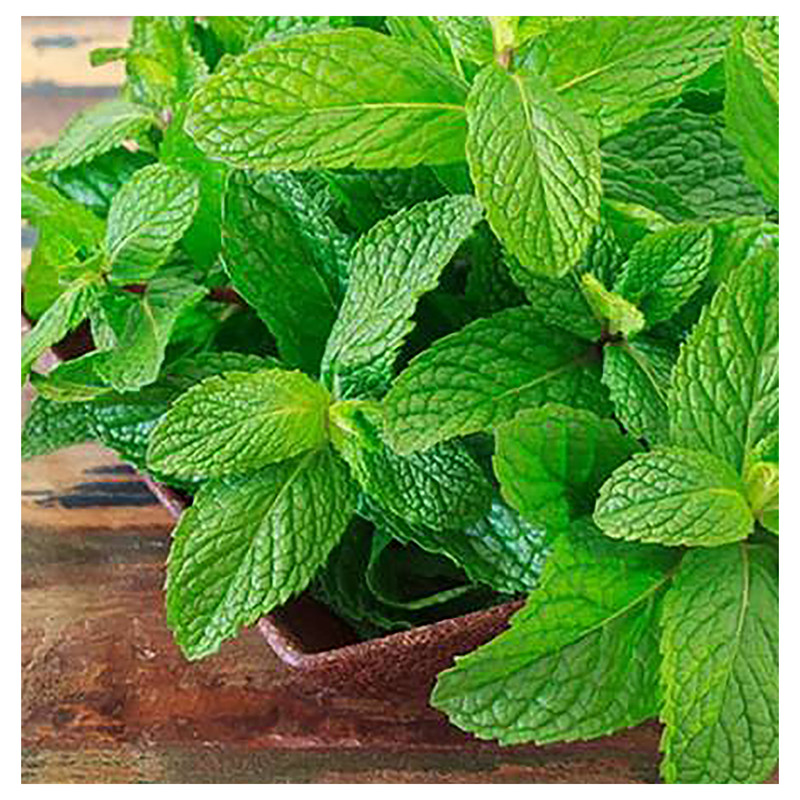 بذر بادرنج بویه وانیا سید مدل A10 بسته 3 عددی