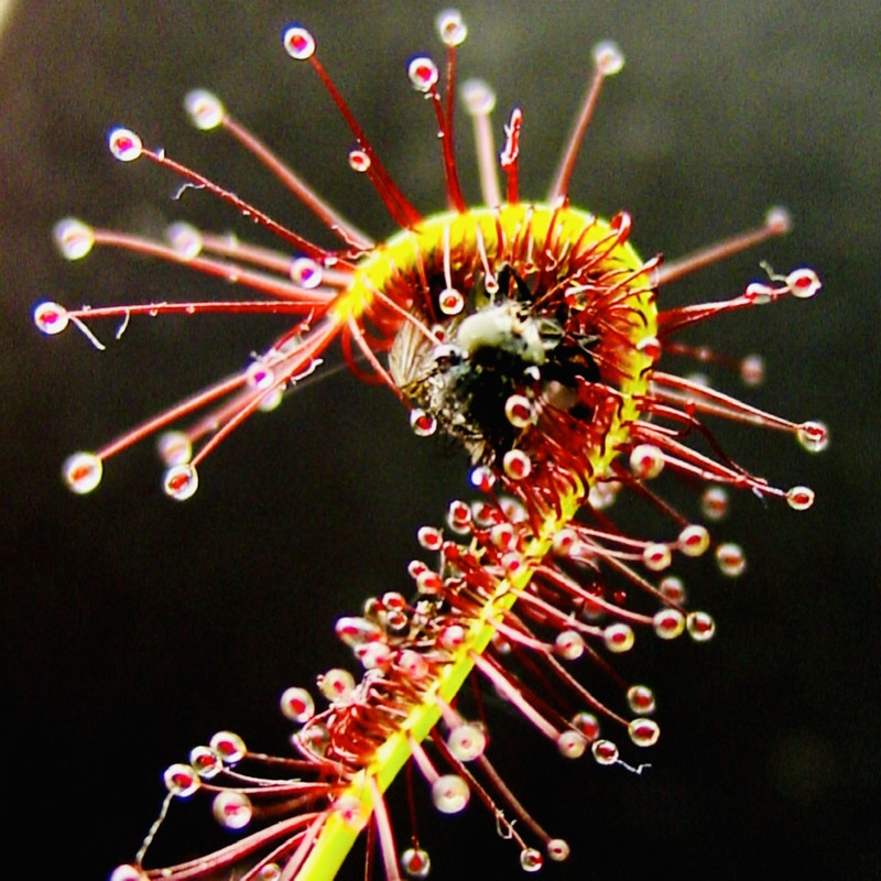 گیاه طبیعی دروزرا کپنسیس مدل Cap09 مجموعه 9 عددی