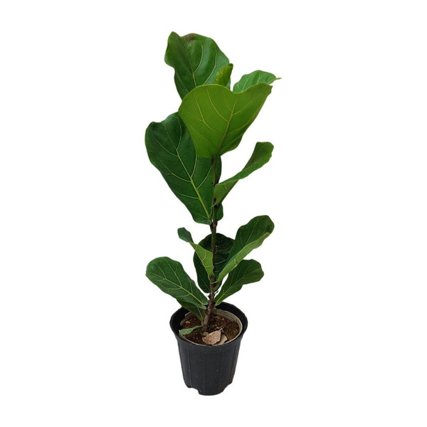 گیاه طبیعی فیکوس لیراتا مدل 03
