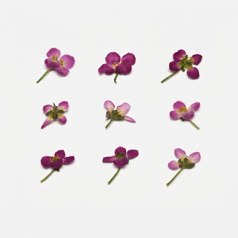 گل خشک نرلین مدل مینیاتوری spring بسته 9 عددی