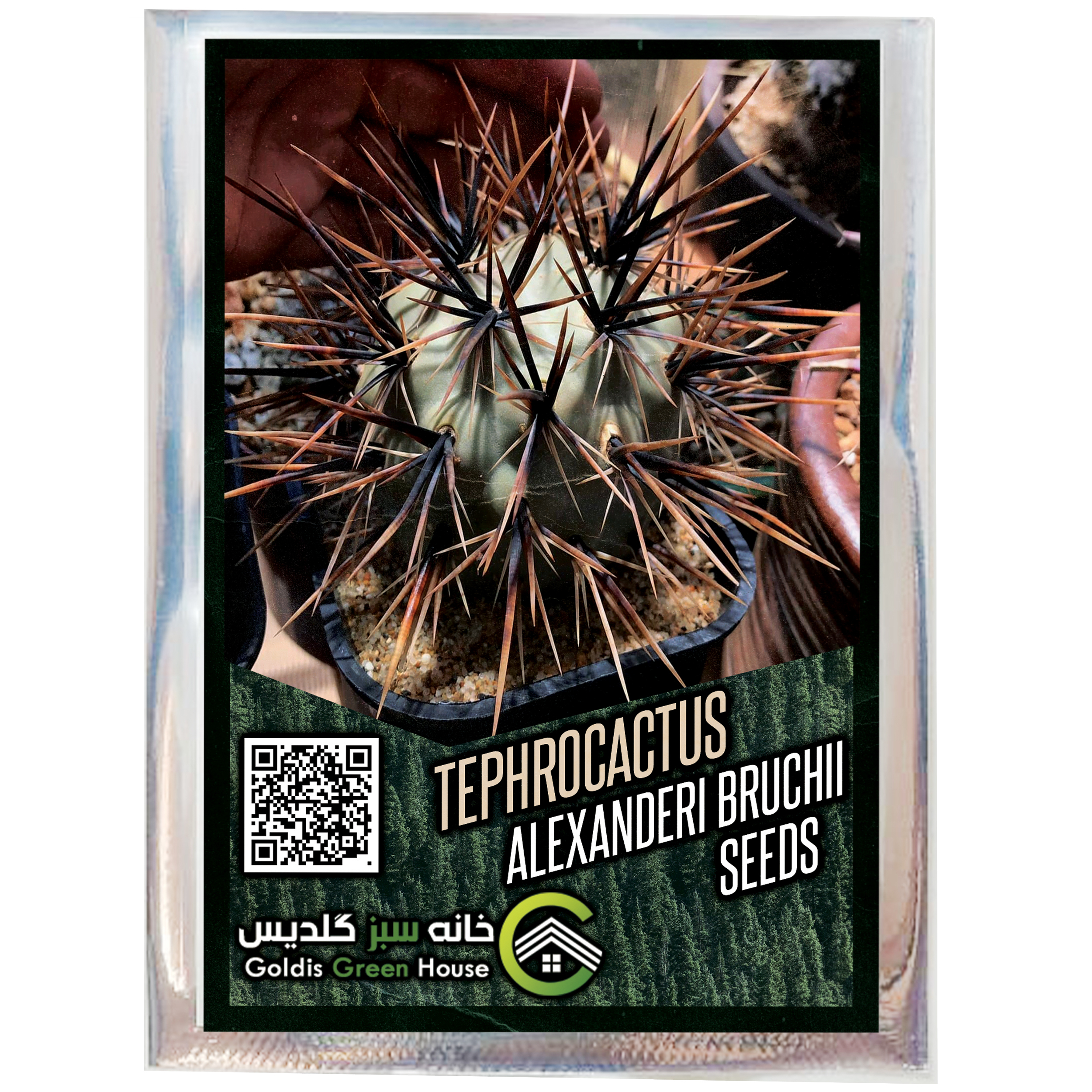 بذر تفرو کاکتوس الکساندری بروچی خانه سبز گلدیس کد 38