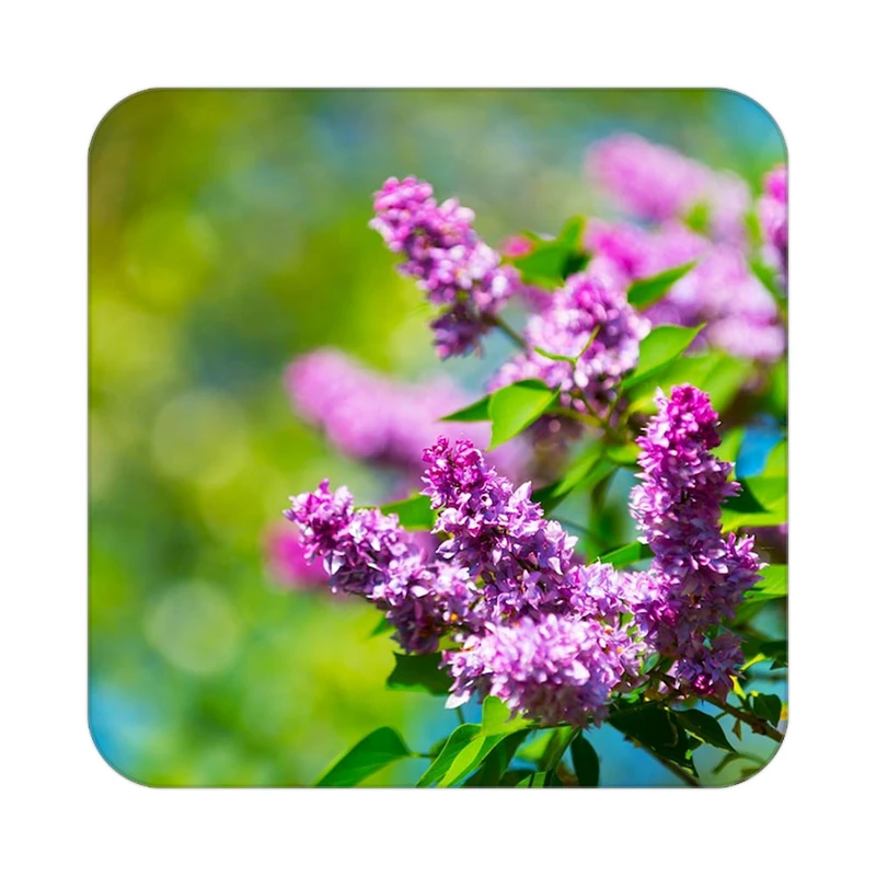 زیر لیوانی کاکتی طرح گل مدل mp16271