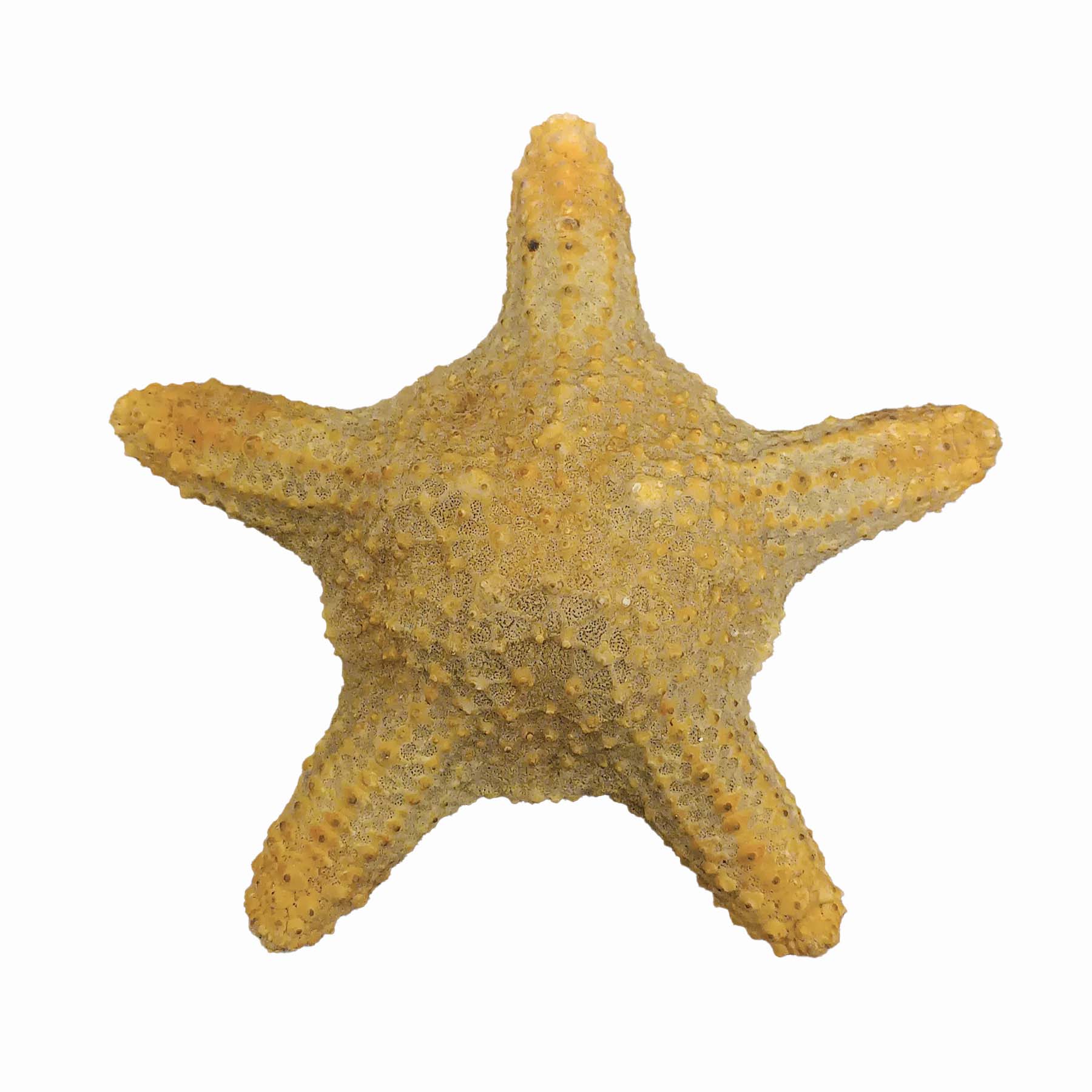 ستاره دریایی تزیینی مدل bs11