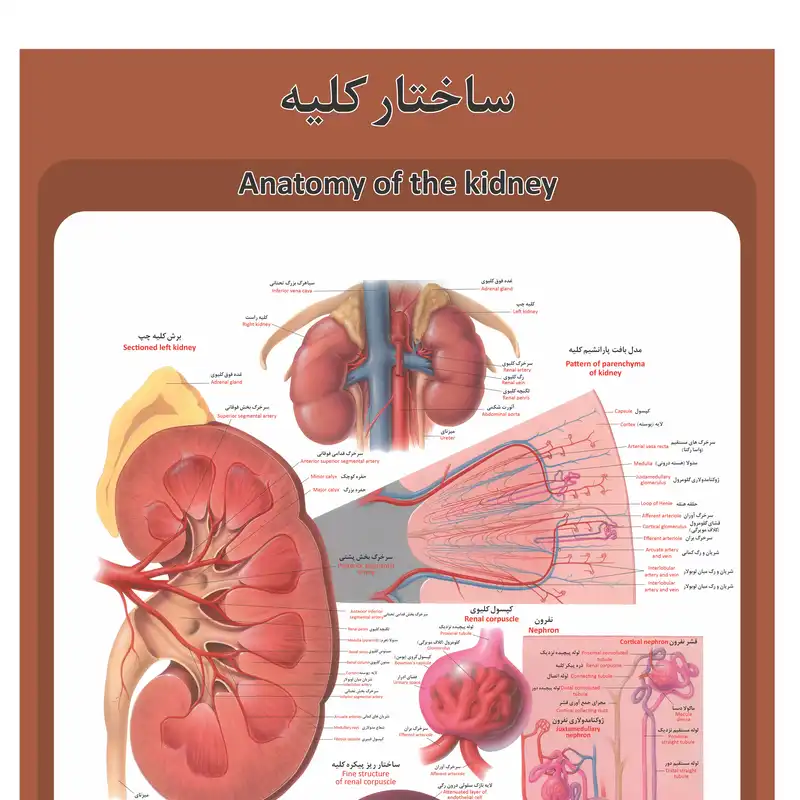 پوستر آموزشی طرح آناتومی ساختار کلیه