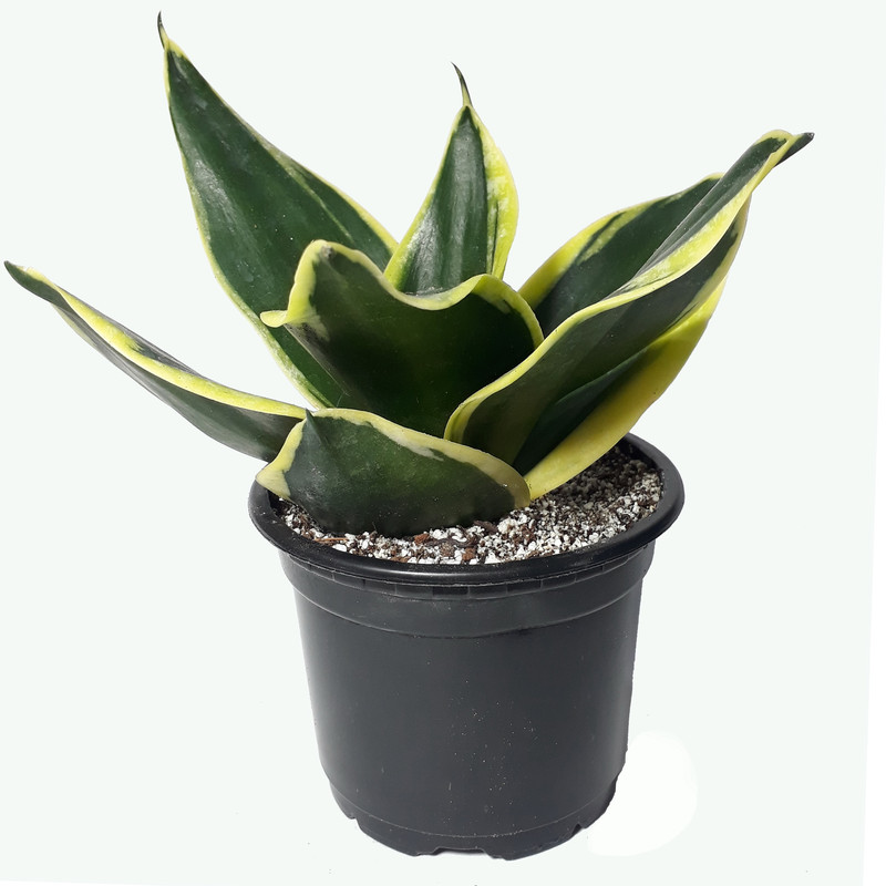 گیاه طبیعی سانسوریا کد AS-11 مجموعه 2 عددی گیاه طبیعی سانسوریا کد AS-11 مجموعه 2 عددی