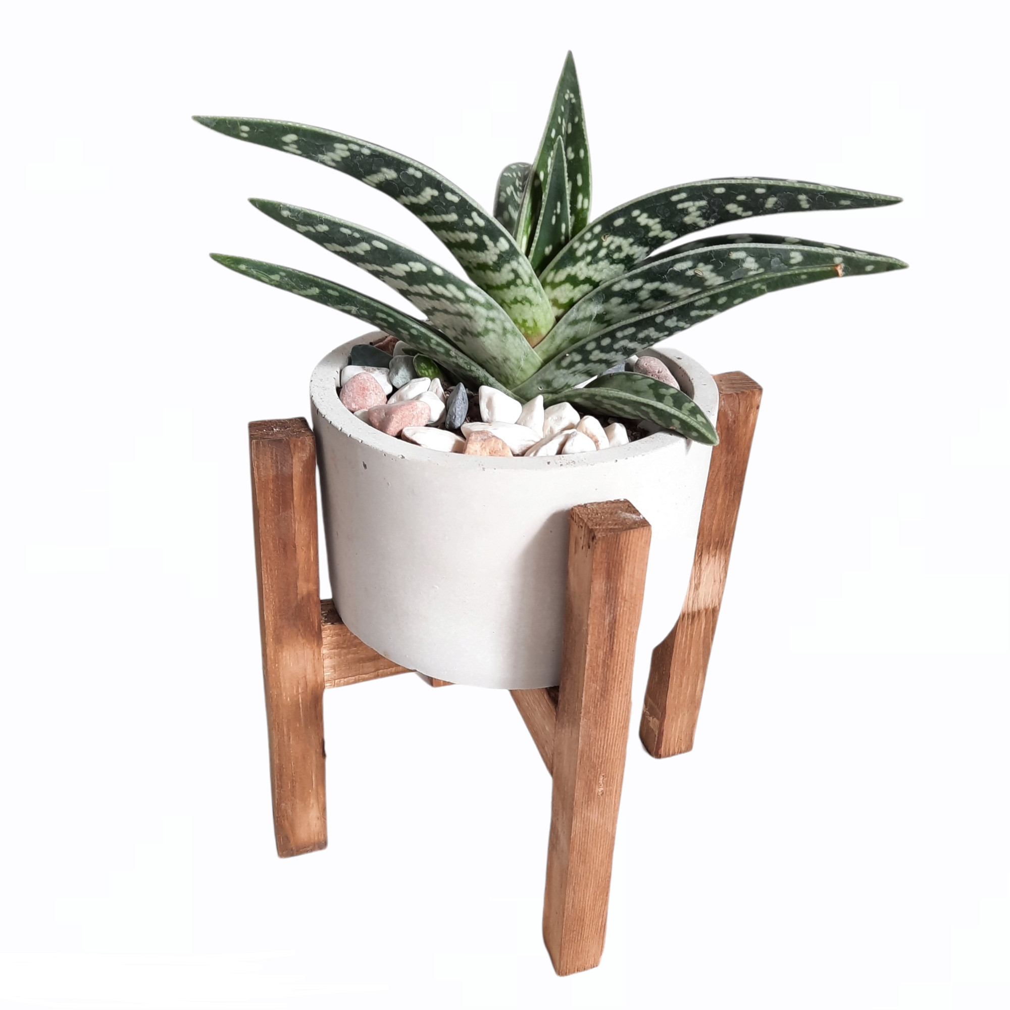 گیاه طبیعی آلوئه واریگاتا