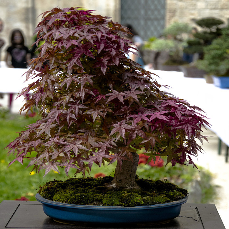 بذر بنسای افرا پلانتانید سانیا سید مدل ss29