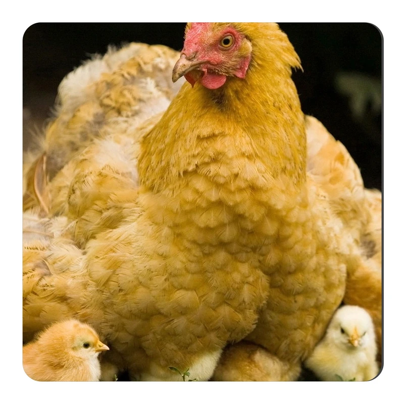  مگنت طرح مرغ و جوجه کد NIM465 