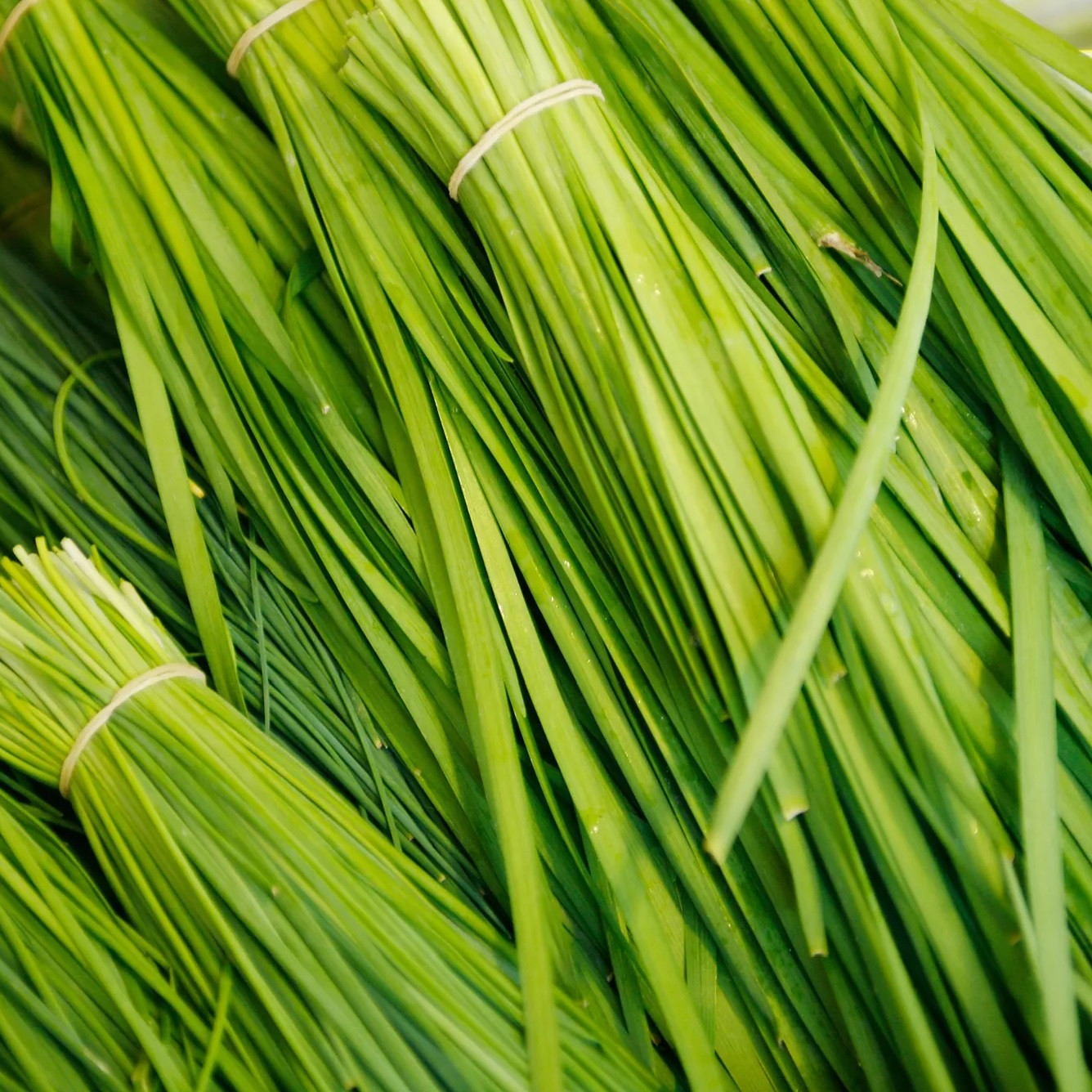 بذر تره ظرافت مدل BZ18396