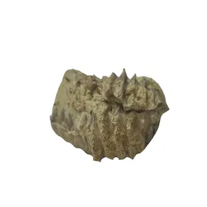 سنگ راف آمیتیست مدل فسیلی 