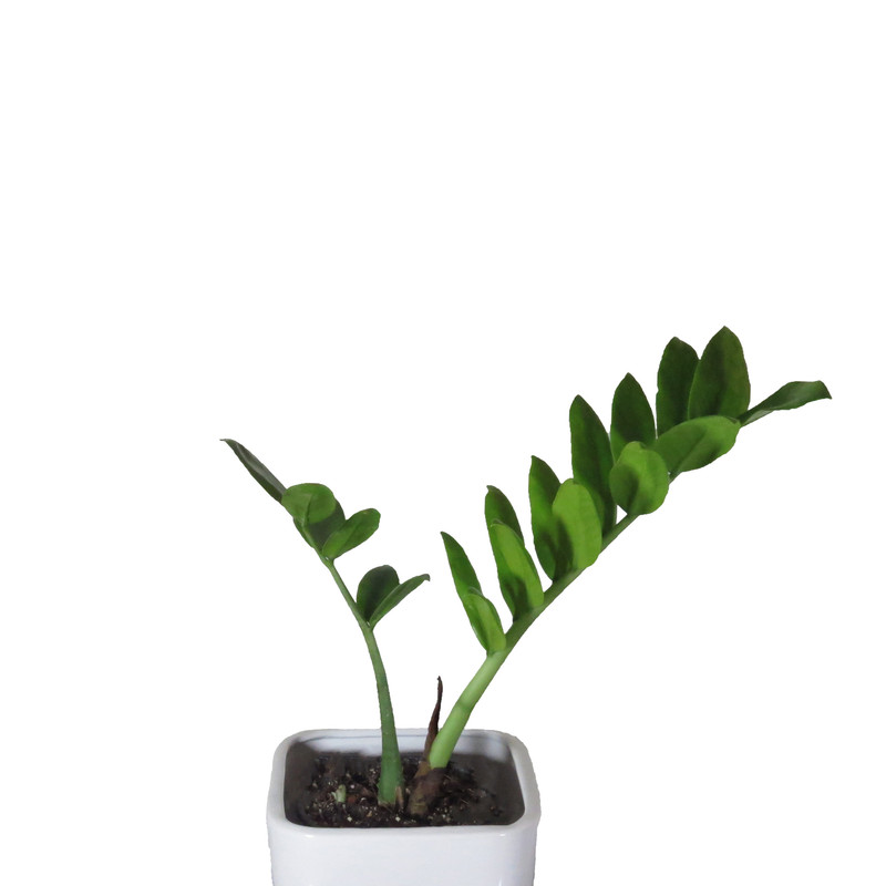 گیاه طبیعی زاموفیلیا کد AS-50