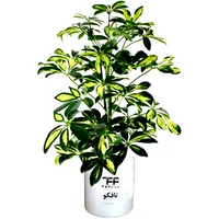  گل طبیعی شفلرا ابلغ تافکو کد 2026