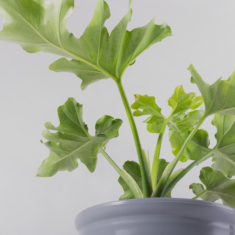 گیاه طبیعی برگ انجیری فر مدل P-08 گیاه طبیعی برگ انجیری فر مدل P-08