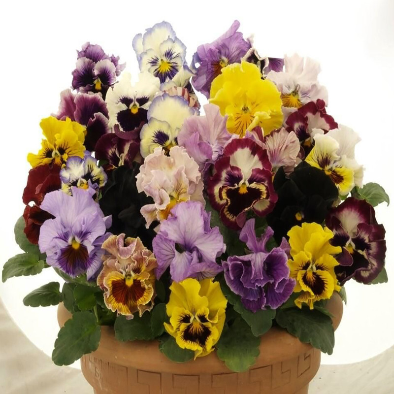 بذر گل بنفشه گل درشت الوان وانیا سید مدل O54