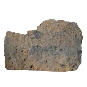 سنگ راف مدل فسیل صدفی کد 228 دکوری تزیینی