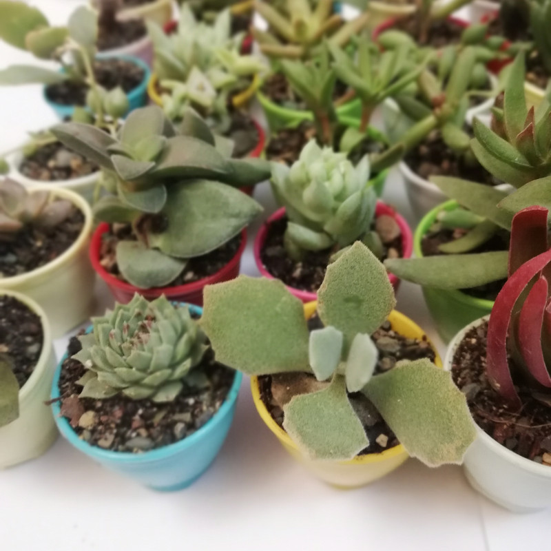 گیاه طبیعی کاکتوس انگشتی کد CS4-48 مجموعه 48 عددی