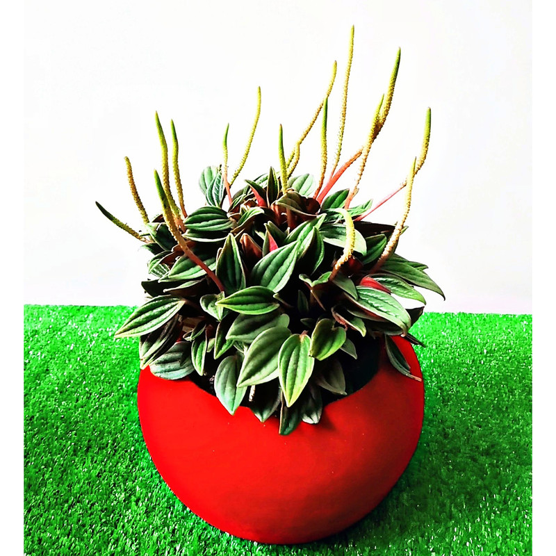 گیاه طبیعی پرومیا روسو مدل D-18