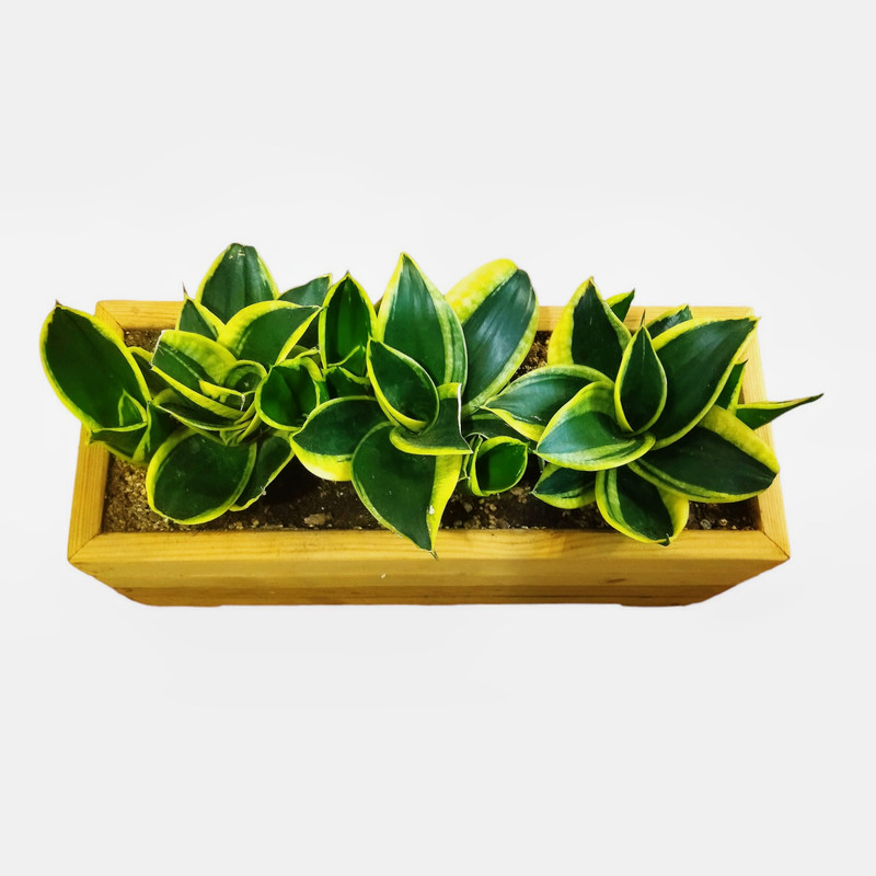 گیاه طبیعی سانسوریا ابلغ کد GC-4317