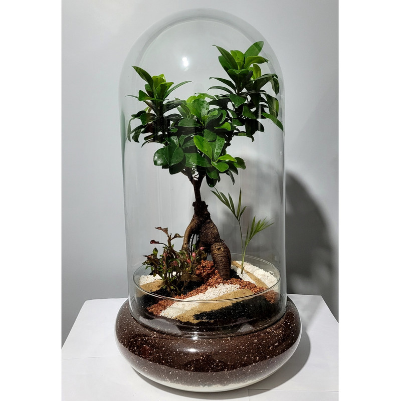 تراریوم بونسای فیکوس رتوزا مدل 01