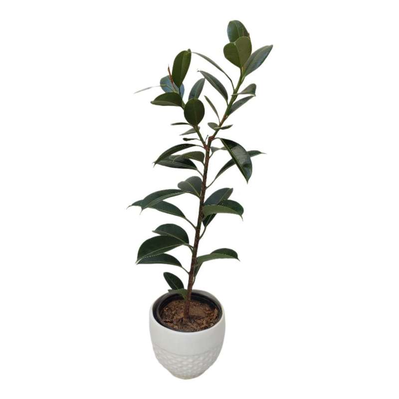 گیاه طبیعی فیکوس مدل مینیاتوری 03