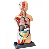  بازی آموزشی مدل آناتومی نیم تنه بدن انسان 