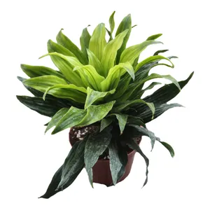 گیاه طبیعی دراسینا کامپکت کد 02