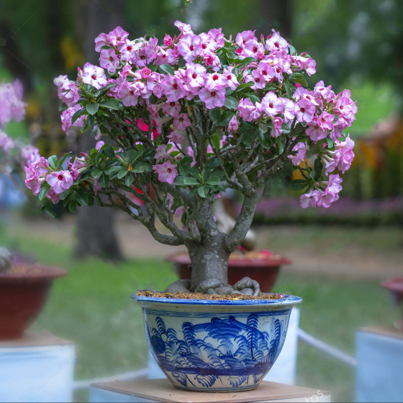 بذر بنسای آدنیوم صورتی سانیا سید مدل SS47