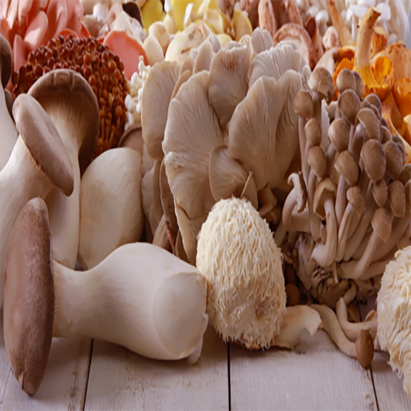 عکس شماره 4 : بذر قارچ صدفی طلایی مدل 04