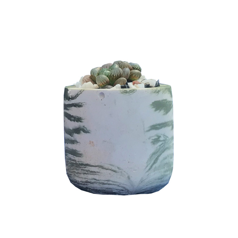 گیاه طبیعی کاکتوس هاوارتیا کوپری مدل ko-89