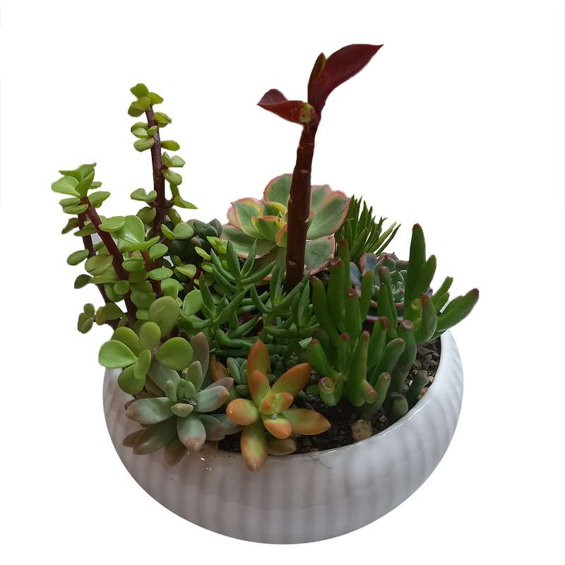 گل طبیعی کاکتوس مدل 01 گل طبیعی کاکتوس مدل 01