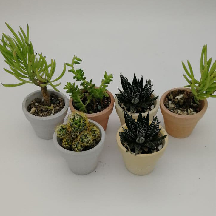 گلدان مدل بتنی کد B253 بسته 6 عددی گلدان مدل بتنی کد B253 بسته 6 عددی