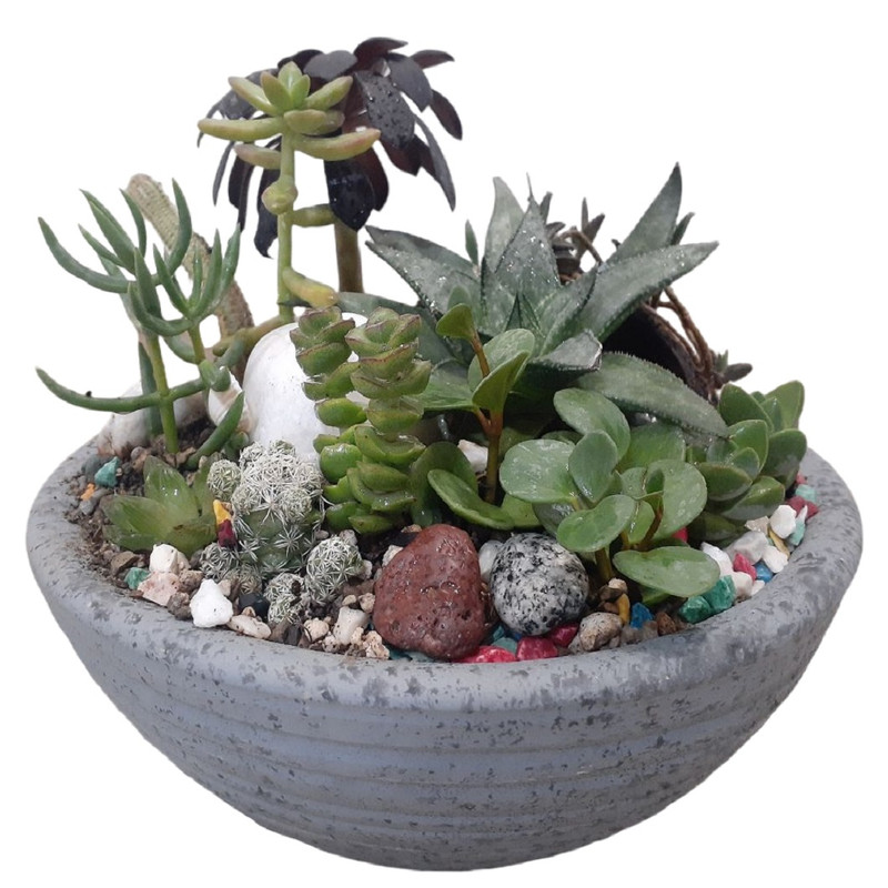 گیاه طبیعی کاکتوس مدل جزیره