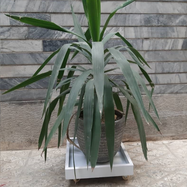 زیرگلدانی مدل چرخدار کد PVC زیرگلدانی مدل چرخدار کد PVC