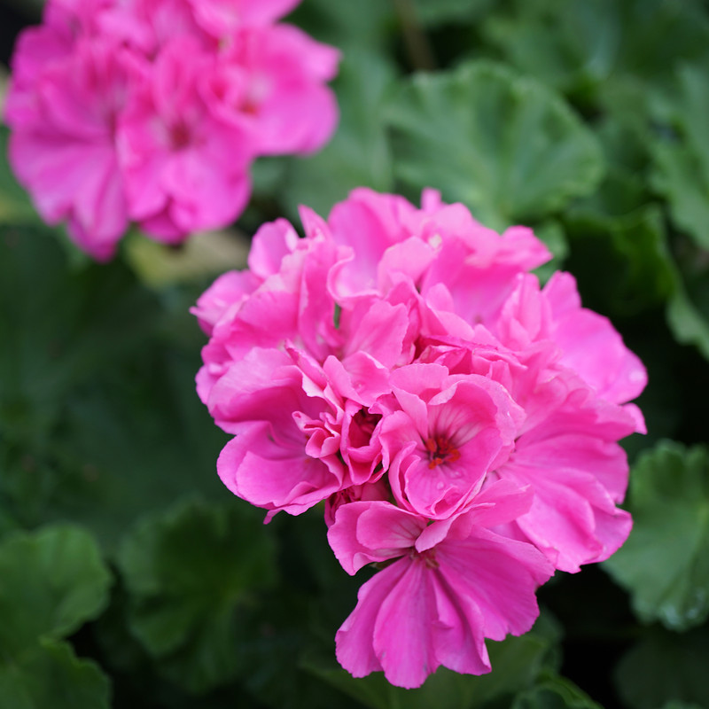 بذر گل شمعدانی پاکوتاه صورتی وانیا سید مدل N78