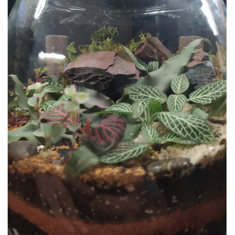 تراریوم گیاه طبیعی کد 102