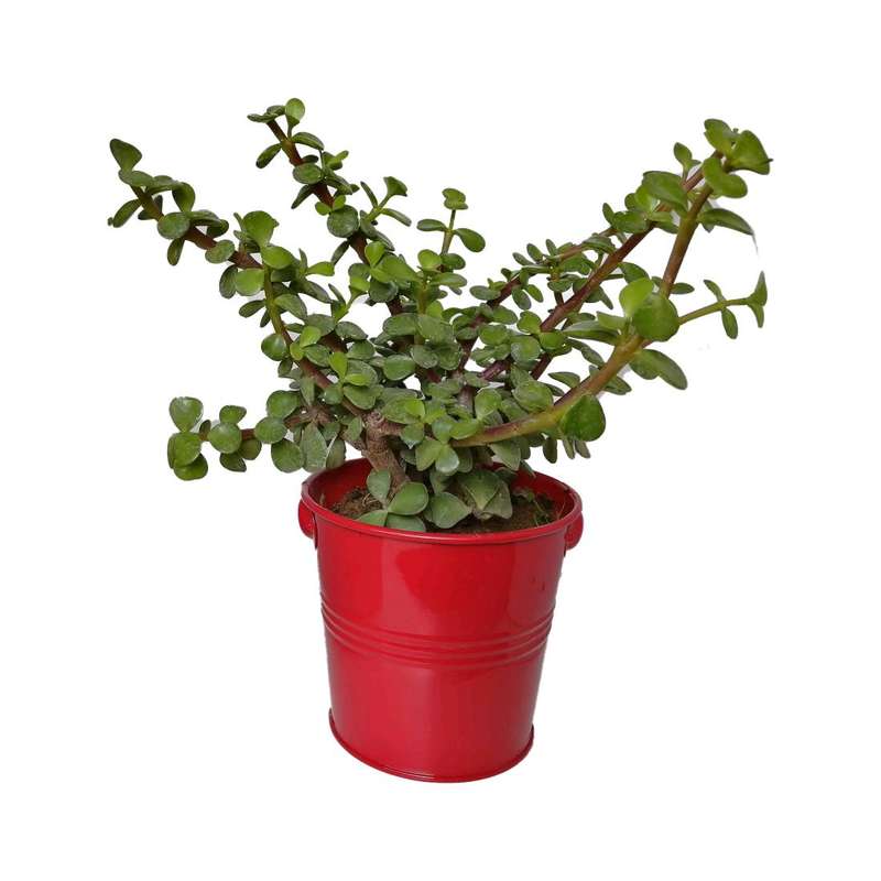 گیاه طبیعی کراسولا خرفه ای کد rf07 گیاه طبیعی کراسولا خرفه ای کد rf07