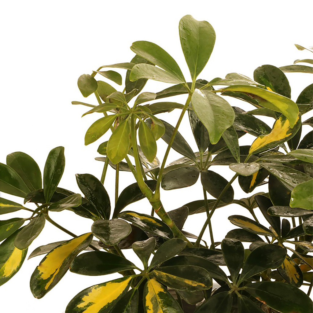 گلدان شفلرا گلیتال مدل GTL130 گلدان شفلرا گلیتال مدل GTL130