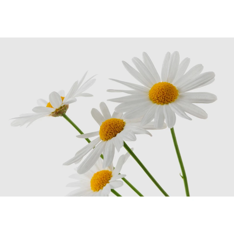 تابلو شاسی طرح گل بابونه مدل T6775