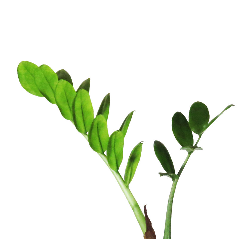 گیاه طبیعی زاموفیلیا کد AS-51