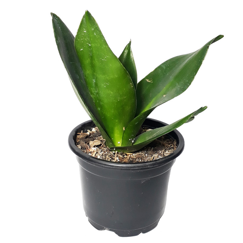 گیاه طبیعی سانسوریا کد AS-11 مجموعه 2 عددی گیاه طبیعی سانسوریا کد AS-11 مجموعه 2 عددی