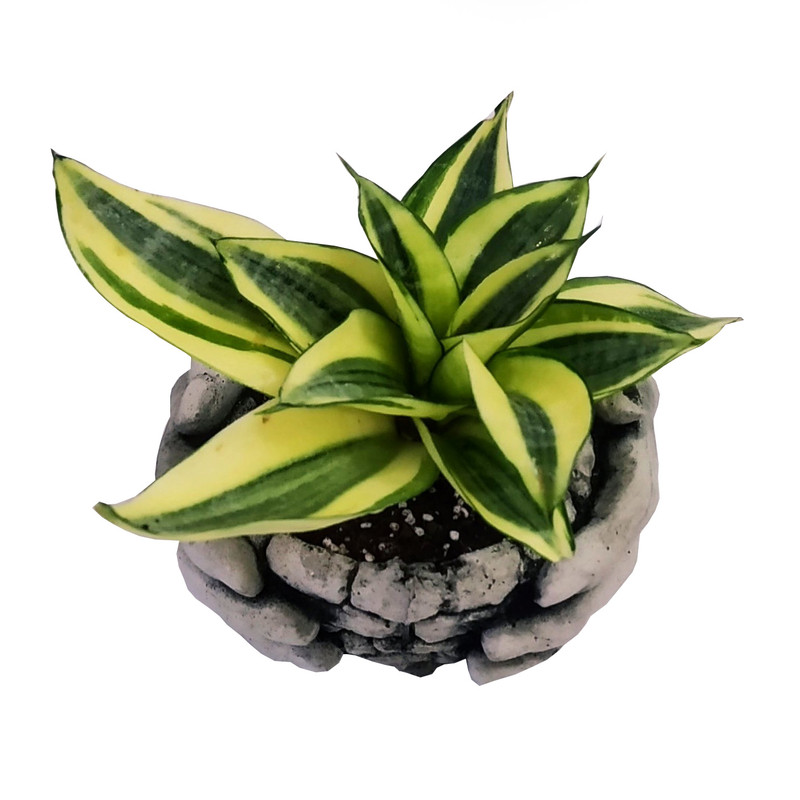 گیاه طبیعی سانسوریا گلدن هانی مدل C-19 گیاه طبیعی سانسوریا گلدن هانی مدل C-19